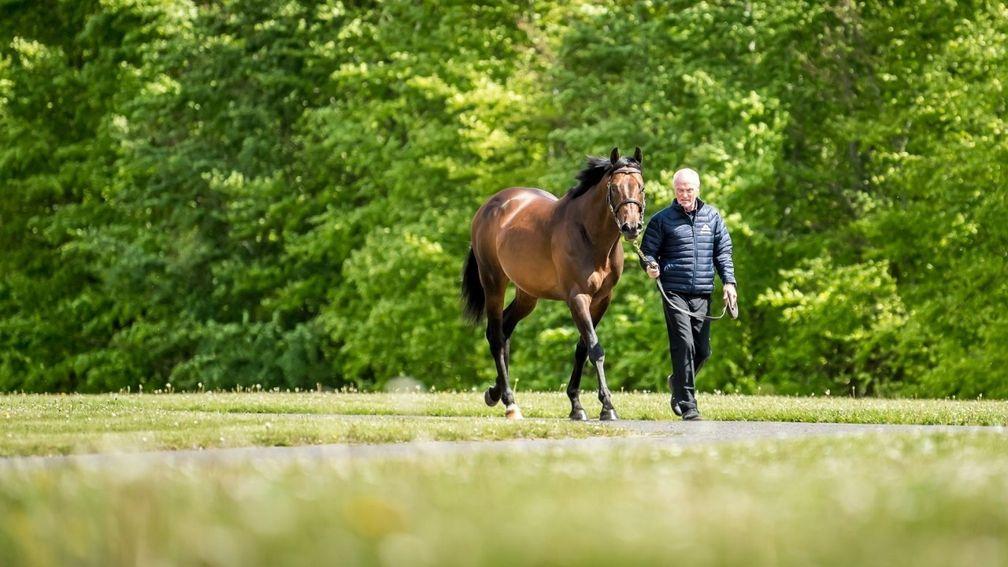 Muhaarar: off the mark at stud thanks to speedy filly Raheeq