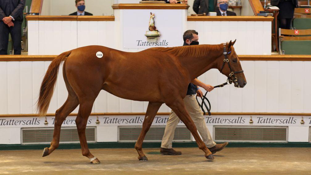 Lot 1,428: the Night Of Thunder colt bought by Grove Stud for 130,000gns