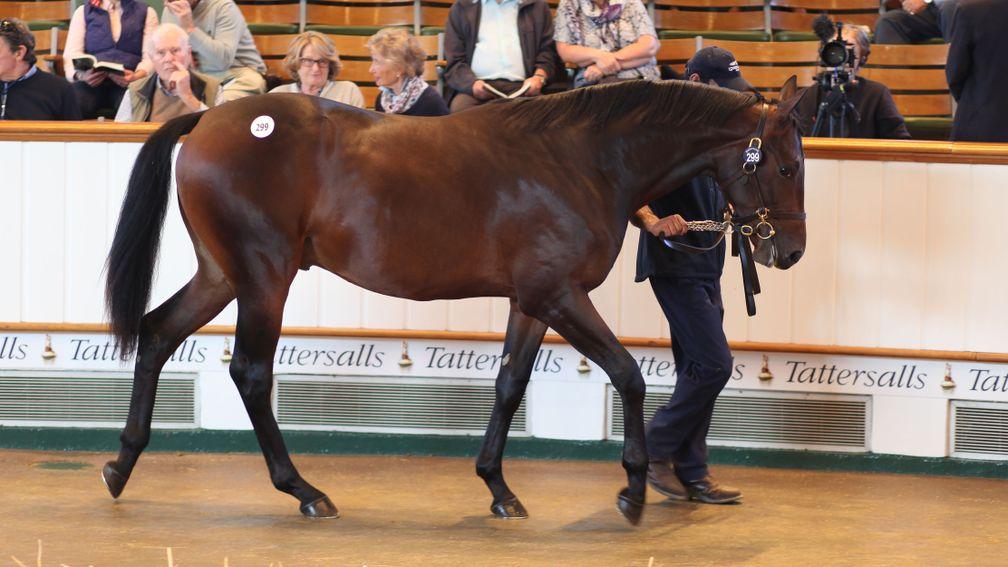 Volkan Star in the Tattersalls sales ring before being knocked down for 1,000,000gns