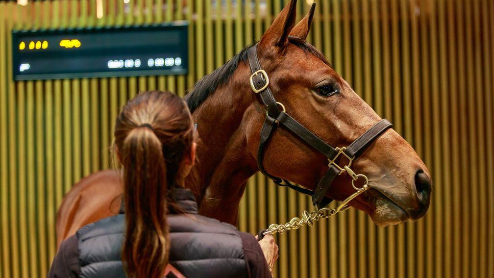 Lot 98, a colt by Sea The Stars made €400,000 when sold to Qatar Racing