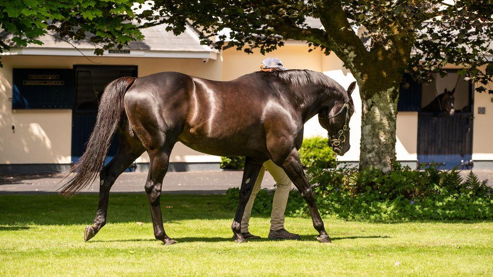 Wootton Bassett gleams in the summer sun at Coolmore