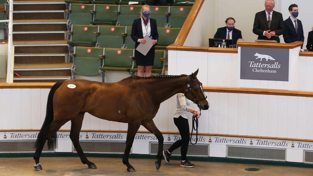 Ballybough Native fetches £195,000 from Henry de Bromhead