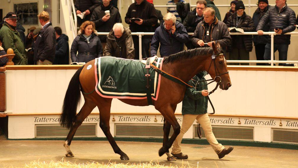Weekday in the Tattersalls ring before being knocked down to Tanya Gunther at 400,000gns