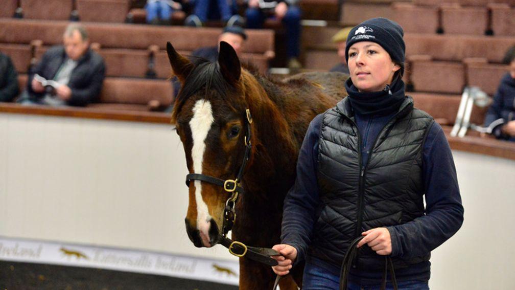 Clonmult Farm's Blue Bresil filly out of Asian Maze sells to Dromoland Farm at the Tattersalls Ireland February Sale