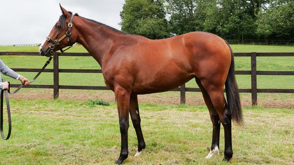 Lot 395: the Siyouni filly strikes a pose