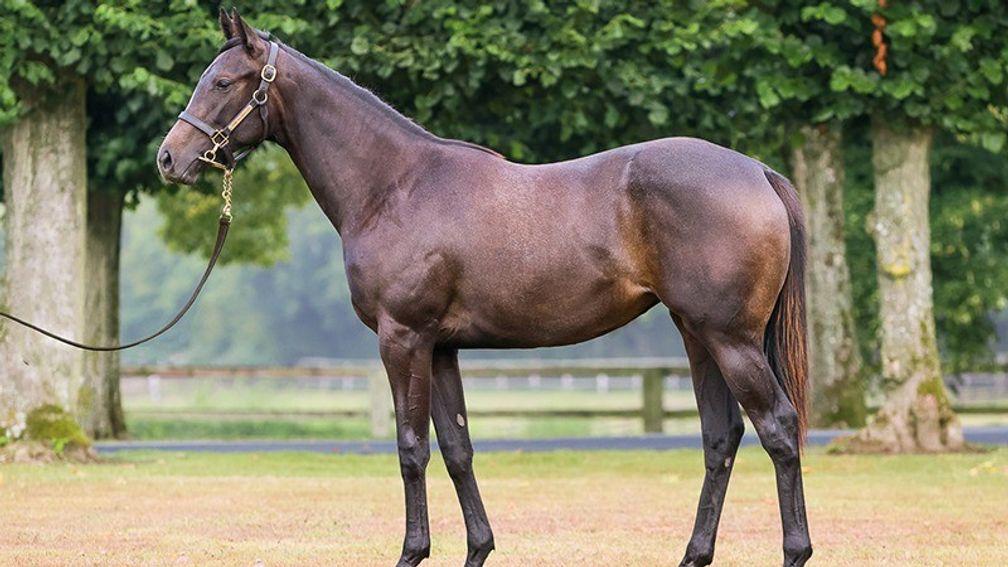 Mangoustine changed ownership for €46,000 at last year's Arqana Select Sale