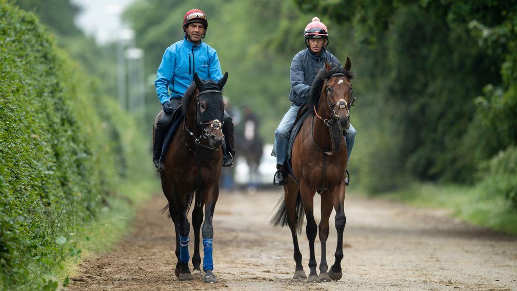 John Gosden's King Of Comedy (R) walks to the Al Bahathri gallops with a stable companion