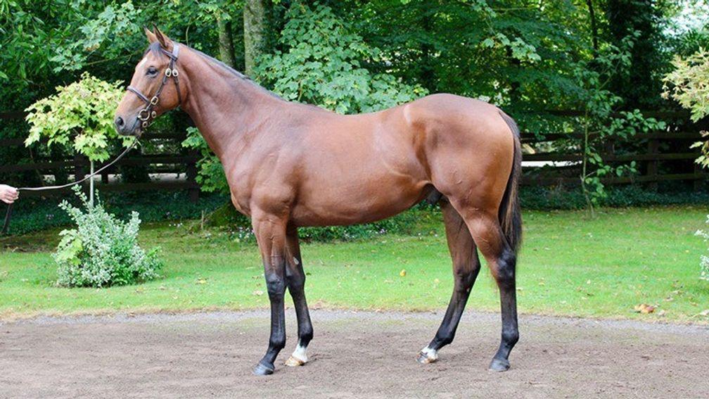 The Galileo half-brother to Kingsgate Native offered by La Motteraye Consignment