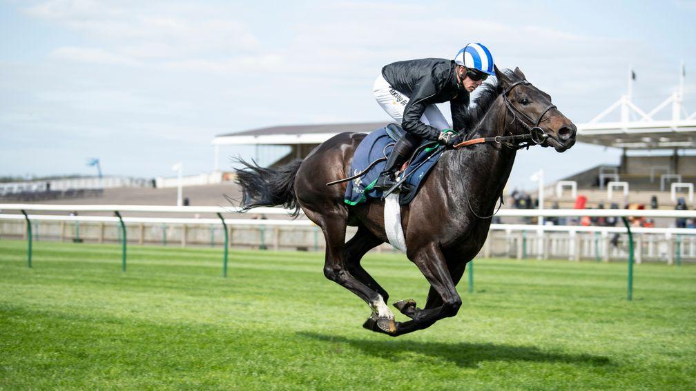 Elarqam during a racecourse gallop at Newmarket