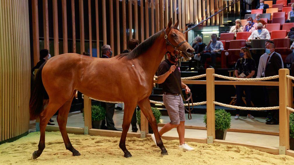 Lot 61: the Dubawi filly bought by Godolphin for €620,000