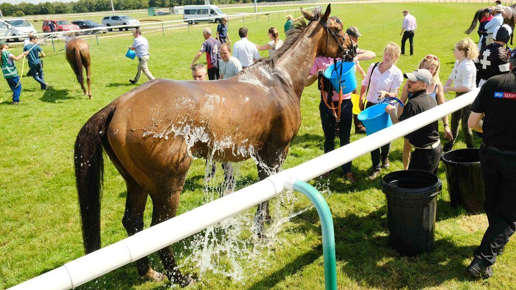 Horse being cooled down at Southwell
