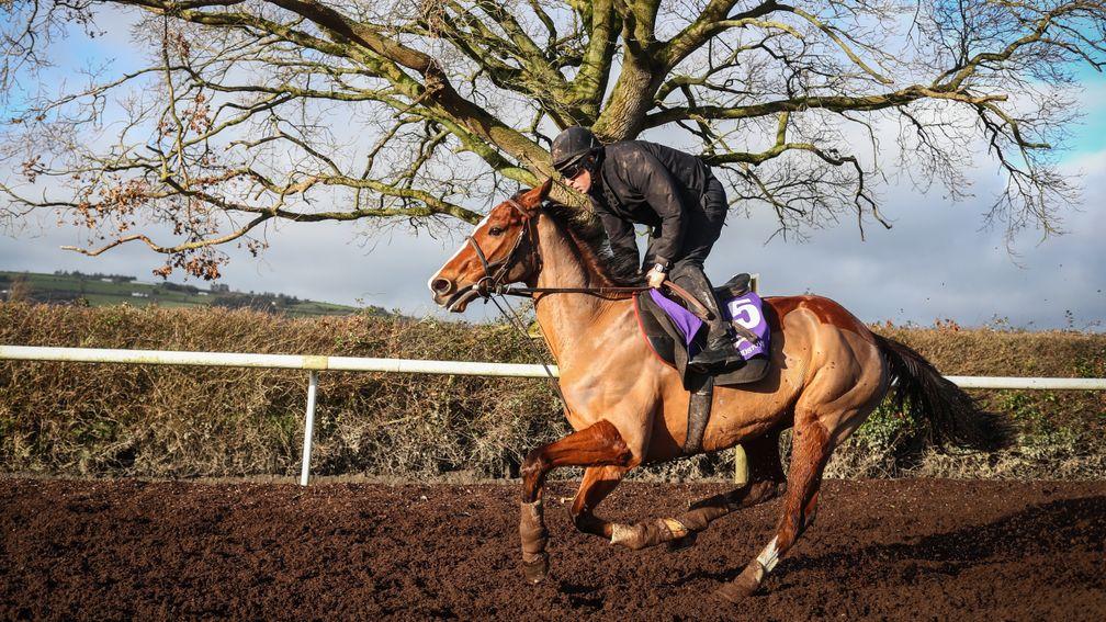Faugheen, on the gallops two weeks ago, is friendless in the betting ahead of the BHP Insurance Irish Champion Hurdle at Leopardstown on Saturday.