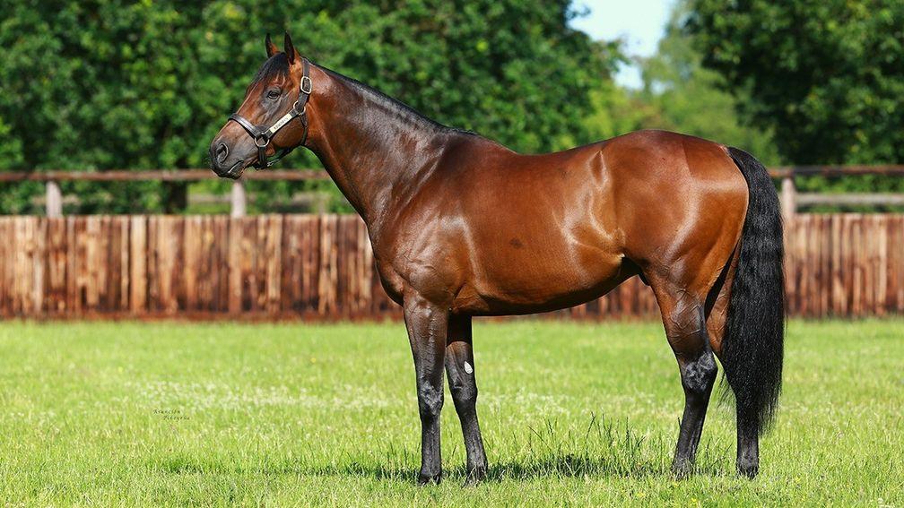 Kingman: hugely exciting sire son of Invincible Spirit