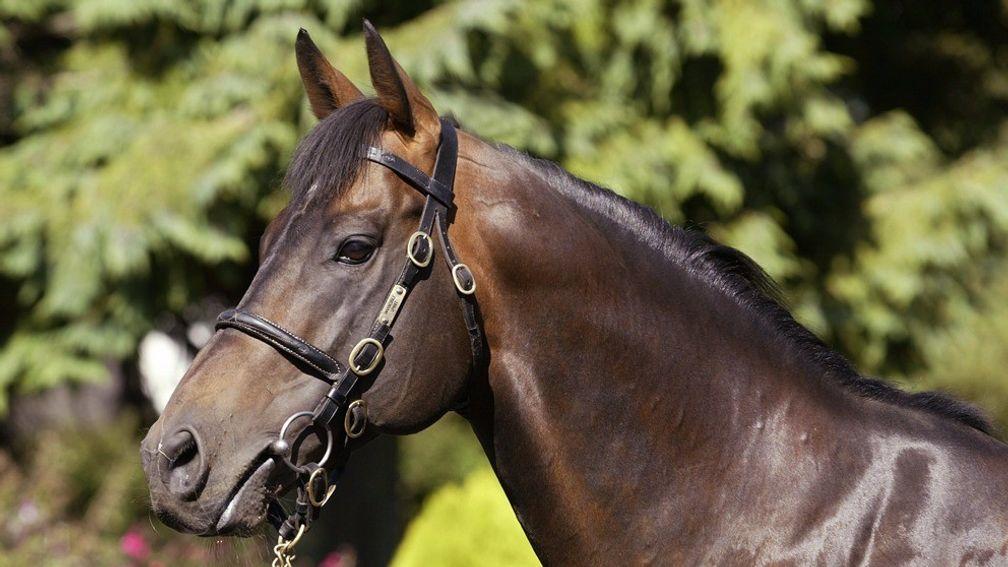 Invincible Spirit: of crucial importance to the Irish National Stud's fortunes