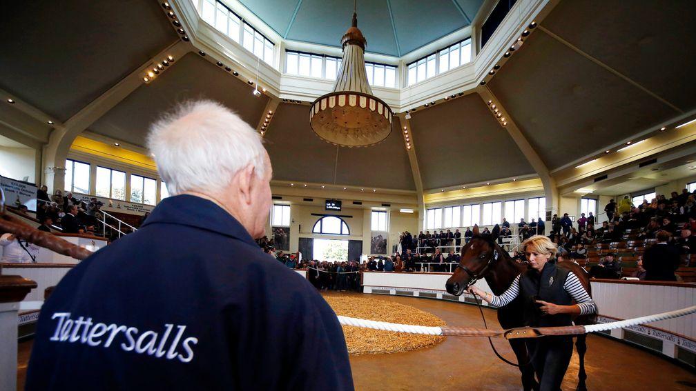 Tattersalls: 502 regally bred yearlings have been entered for this year's Book 1