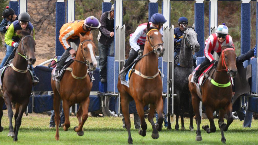 Not playing ball: the other jockeys look back as Chautauqua refuses to break from the stalls under Dwayne Dunn at the Cranborne barrier trials