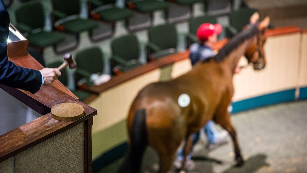 Goffs: possibility that visitors could stay on site for the breeze-up sale