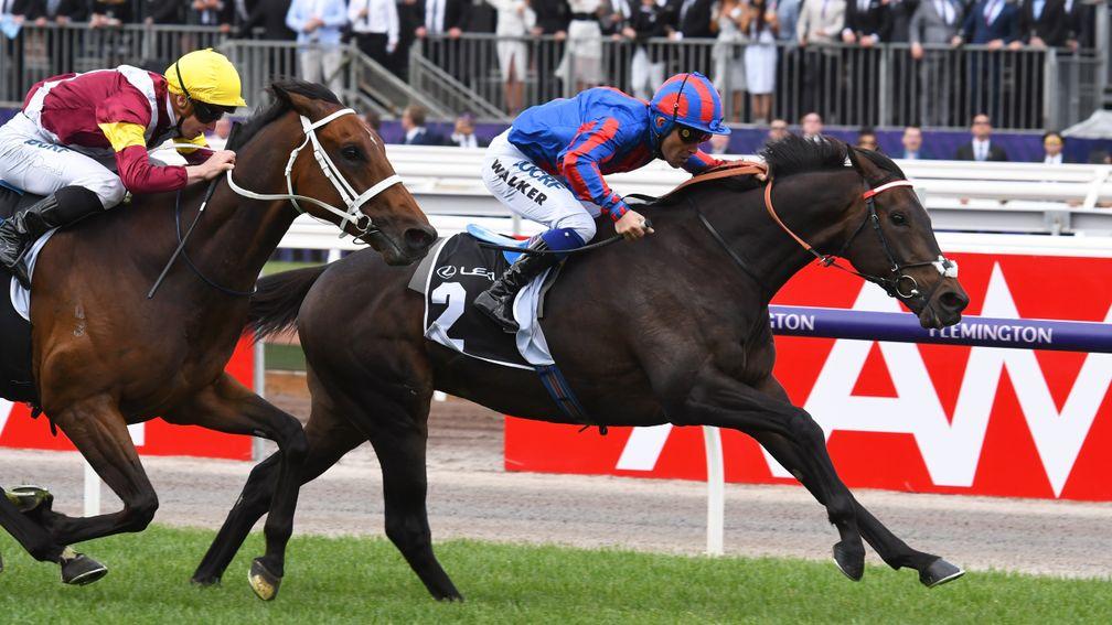 Prince Of Arran: third in last year's Melbourne Cup