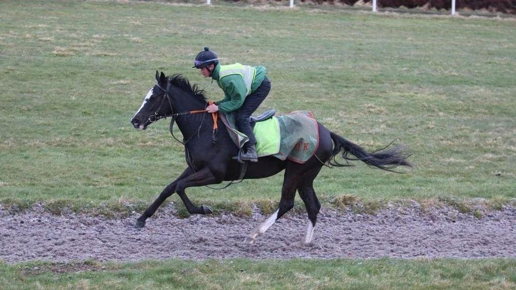 Mystic Moonshadow in action on the gallops in Leyburn