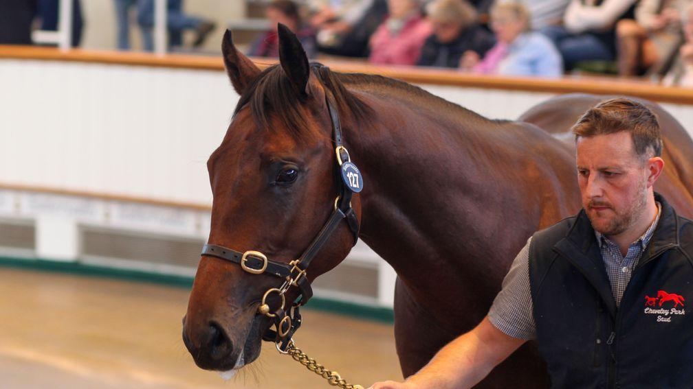 Lot 127: Dubawi colt out of Persuasive sells for 1,000,000gns