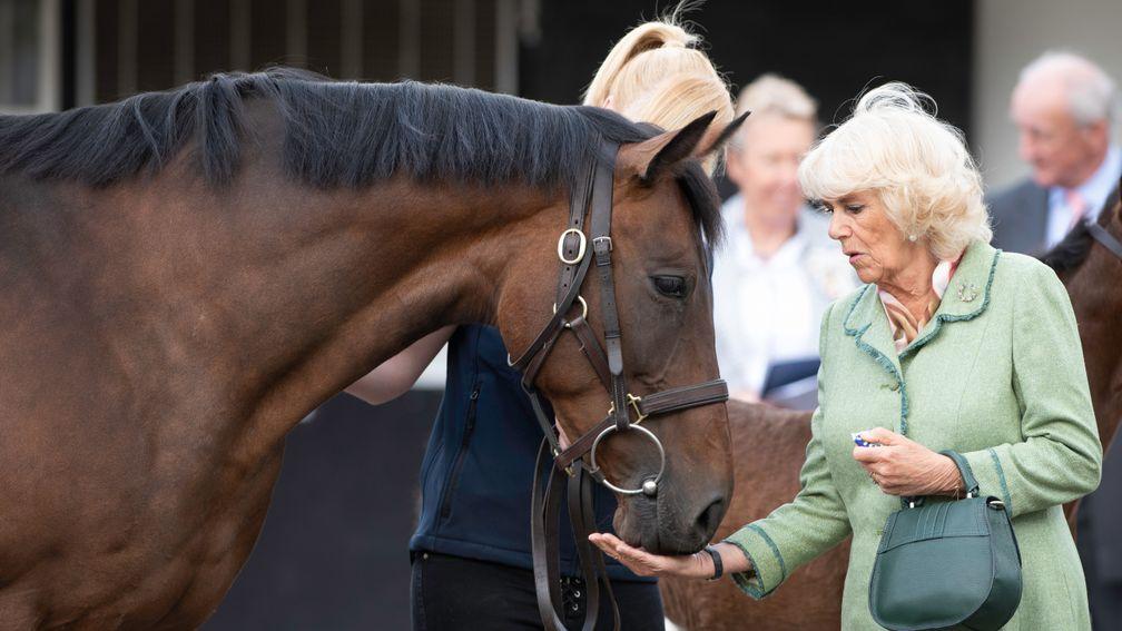 The Duchess of Cornwall greets one of the National Stud's resident mares with a mint