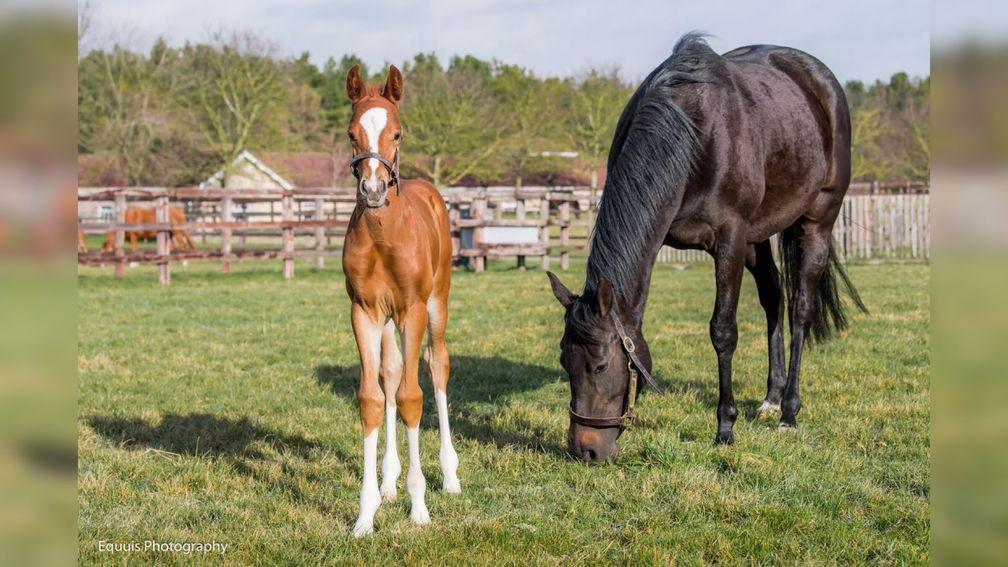 Shaden with her Decorated Knight colt