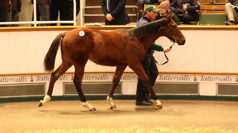 Hurricane Ivor made 105,000gns as a foal at Tattersalls