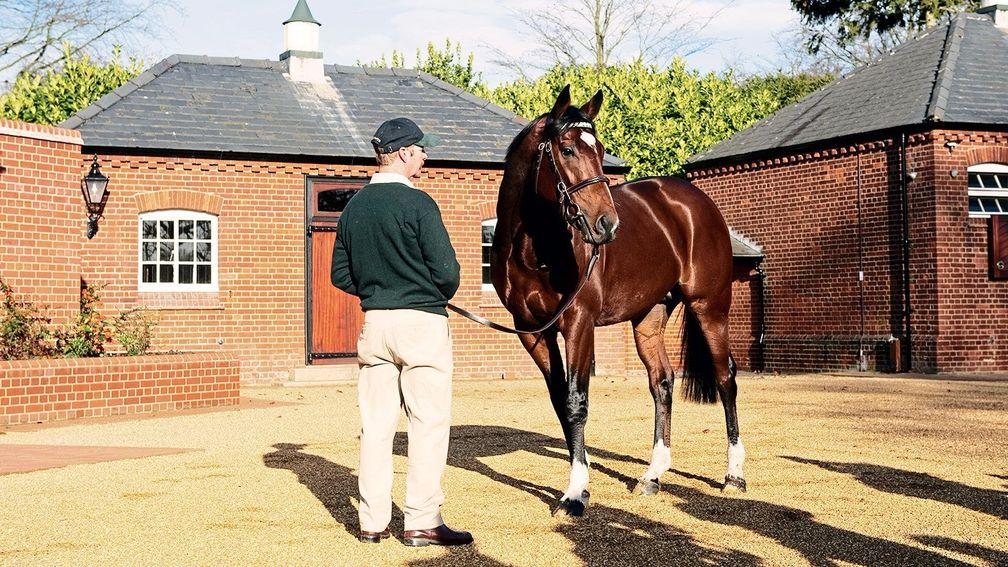 Frankel: the champion racer is still front and centre five years after he retired