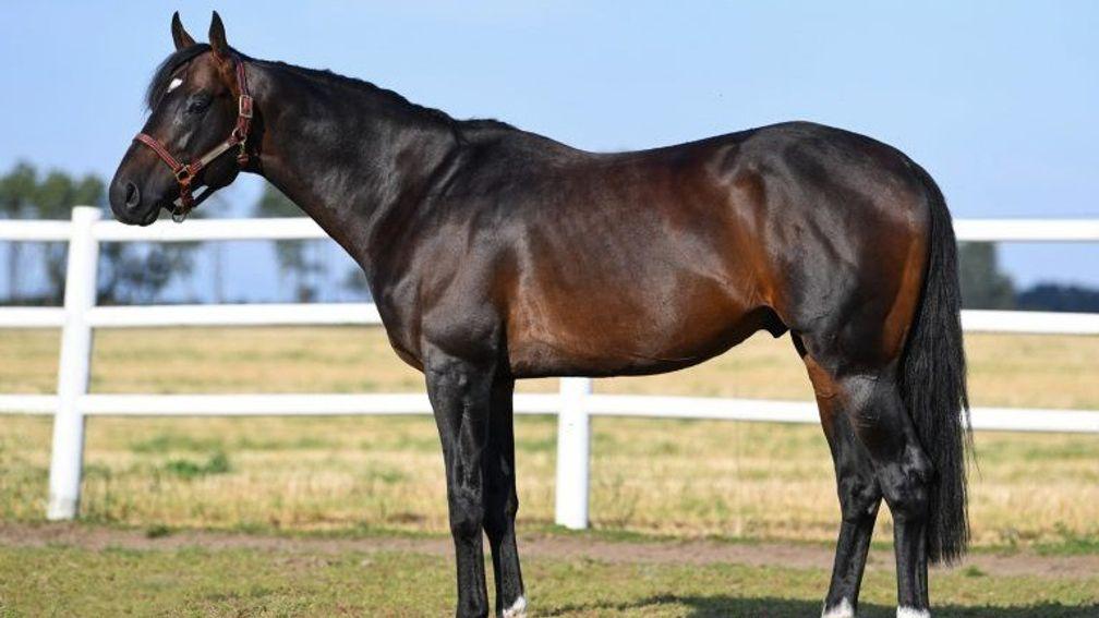 Geniale: hopes are high for him being among the most popular stallions in Scandinavia in 2021
