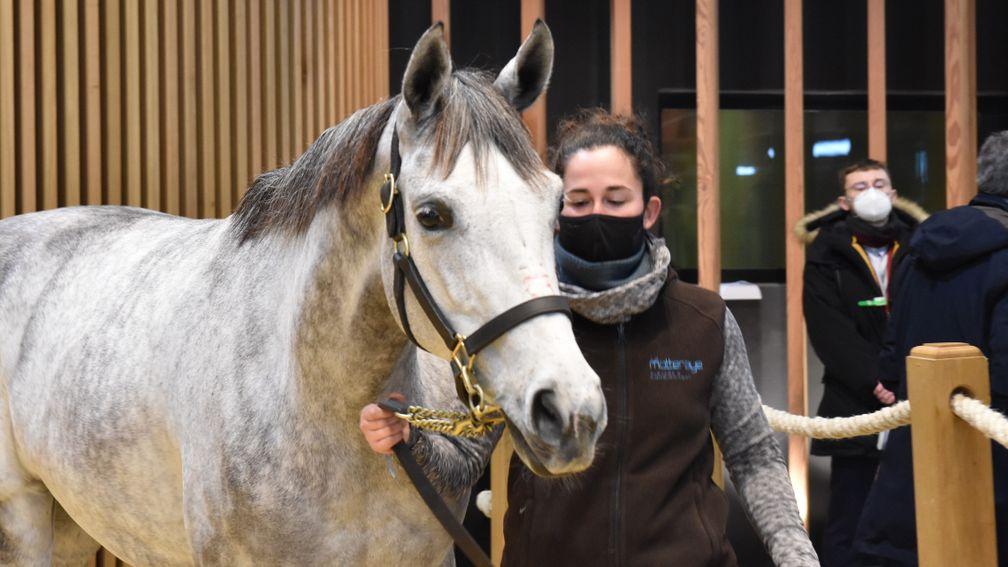 Lady Paname is set for a date with No Risk At All after being sold at Arqana for €120,000
