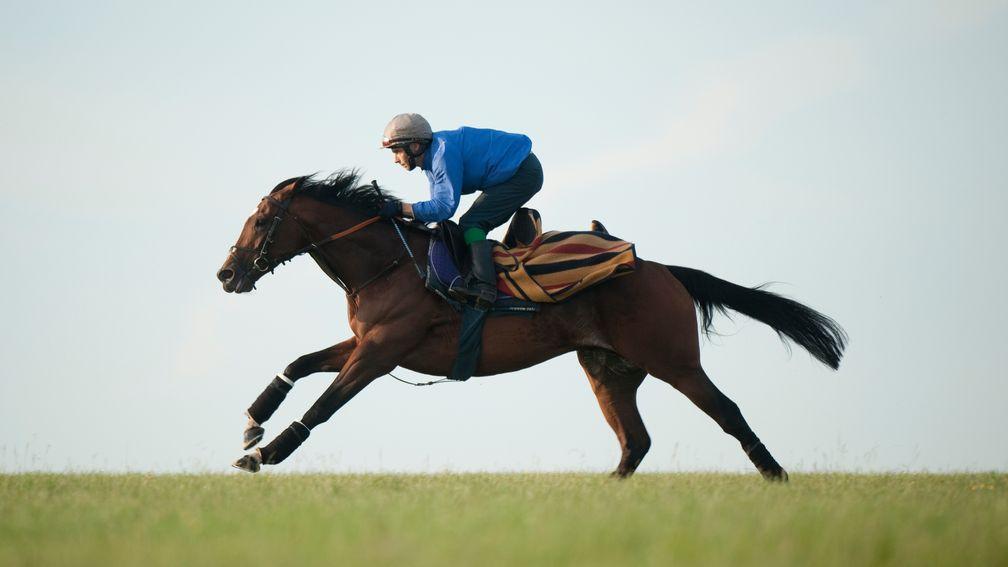 Frankel (Shane Featherstonhaugh) at full stretch as he works 'racecourse side'Newmarket 13.6.12 Pic: Edward Whitaker