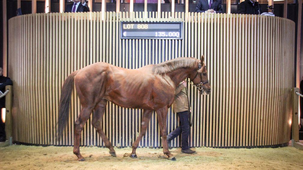 Shamalgan in the ring at Arqana in 2017 for the sixth time