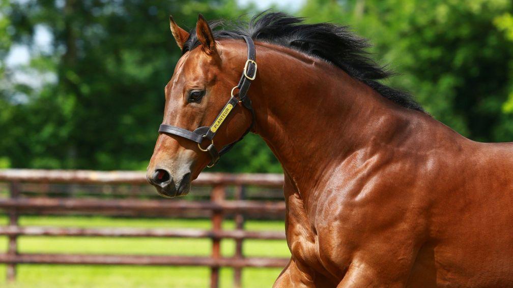 Planteur: a close relation of highly exciting two-year-old Persian King