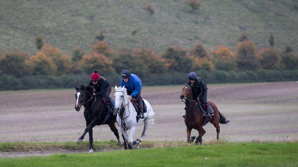 Smad Place heads up the gallops during work at Alan King's stables at Barbury Castle