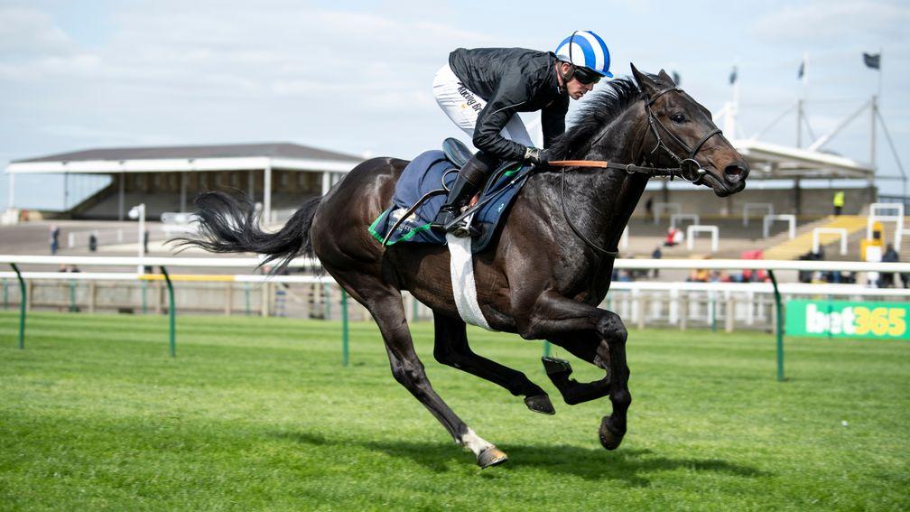 Elarqam (Jim Crowley) in a racecourse gallop at Newmarket  Pic: Edward Whitaker