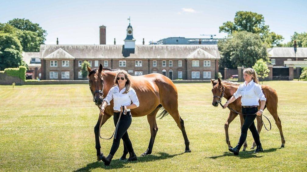 Belle Josephine and her Pivotal colt foal at Kensington Palace in 2018