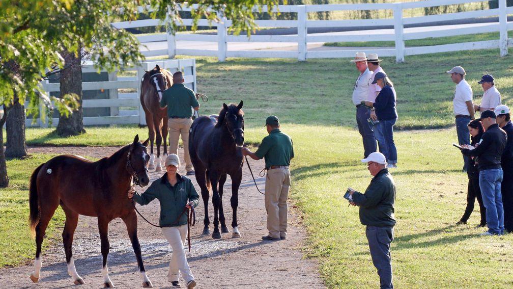 Inspections are under way at Keeneland for the world's largest yearling sale