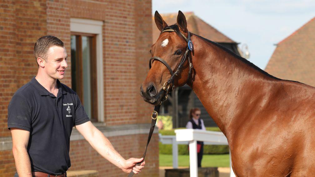 Leon Carrick and his £105,000 Ardad colt
