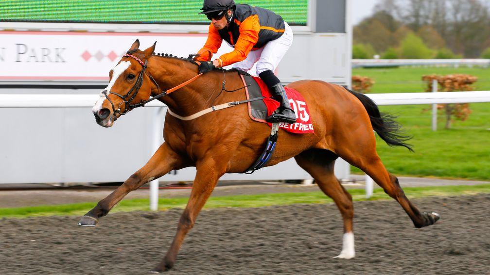 Big Country: four-year-old is among the leading contenders for the John Smith's Cup