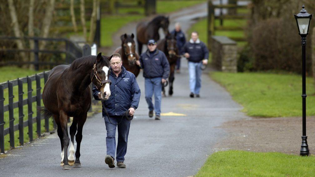 Bringing up the rear: High Chaparral follows Montjeu, Galileo and their sire Sadler's Wells at Coolmore in 2007, but he deserves promotion on some indices