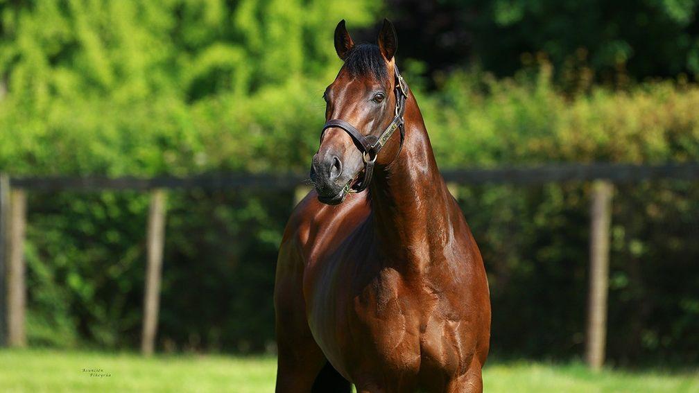Kingman: now has 11 debut two-year-old winners on the board