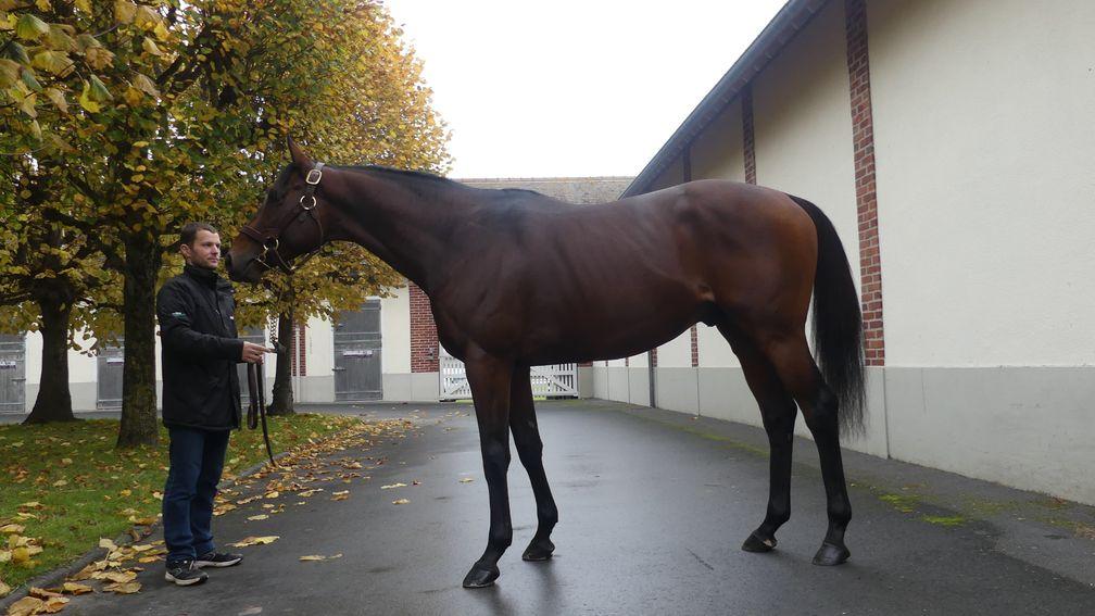 Haras de Saint Arnoult's Mkfancy will debut as a dual-purpose stallion for €4,000 in 2022