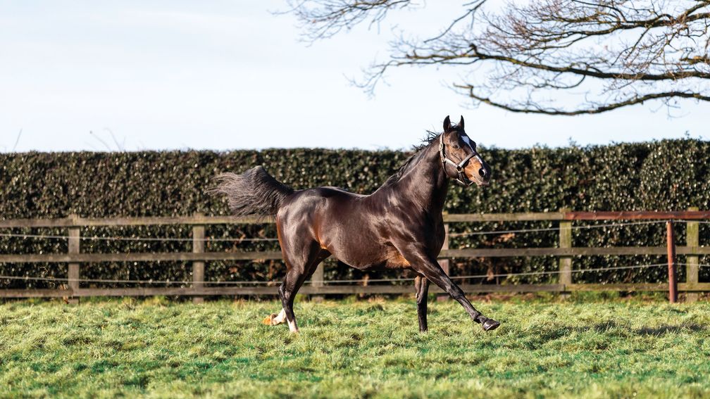 Dream Ahead: proven sire once again heads the Bearstone Stud roster