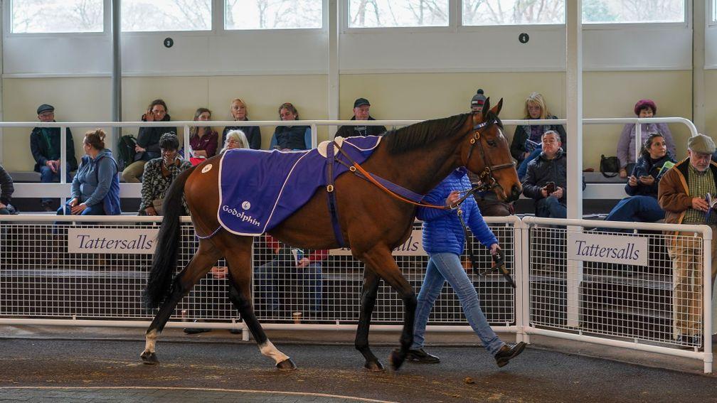 Isle Of Jura is the most expensive horse in training ever sold at Tattersalls Ascot