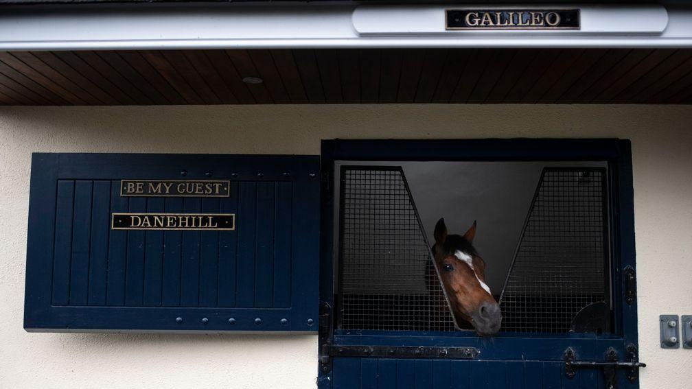 Galileo surveys the scene at Coolmore from the stable once occupied by the dual hemisphere breed shaper Danehill
