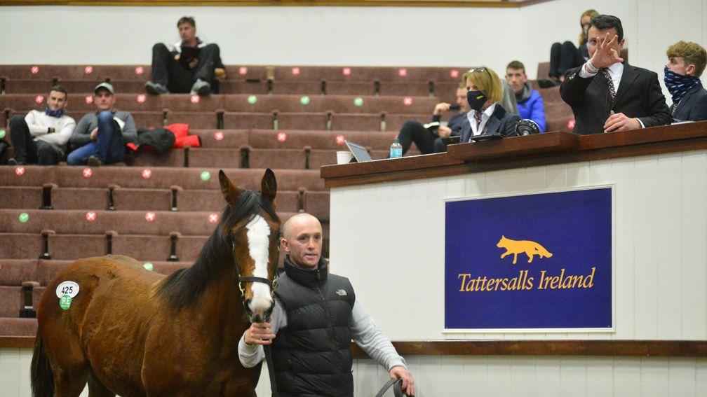 Kilbarry Lodge Stud's Success Days filly is hammered down to Matt Coleman for €70,000