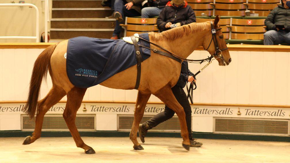 Stormy Girl in the Tattersalls sales ring