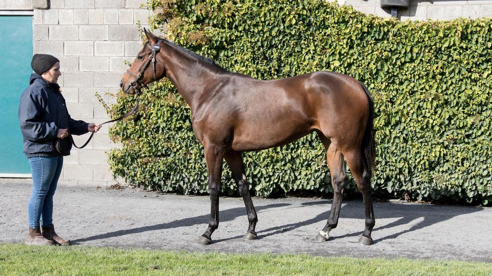Lot 140: the Sea The Stars filly out of Star Mon Amie