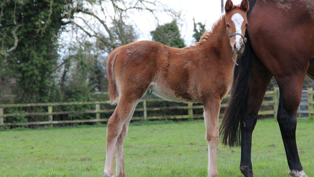 Piercetown Stud's Cotai Glory filly out of Unusually Hot 
