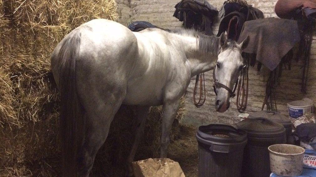 Roy Rocket helps himself to supper after a day at the races